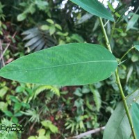 Codariocalyx motorius (Houtt.) H.Ohashi